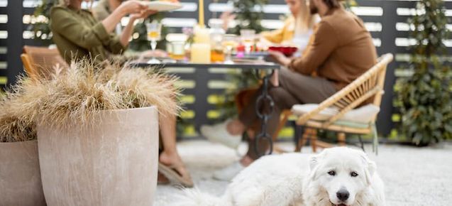 People-dining-on-a-patio-with-a-white-dog-making-your-restaurant-pet-friendly